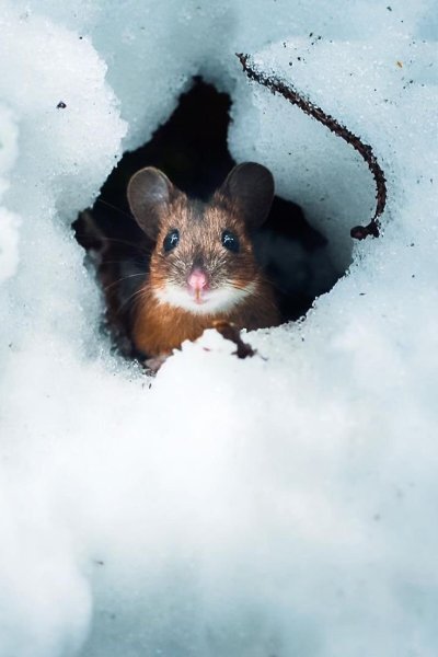 Мышка в норке