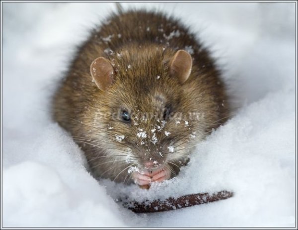 Полевая мышь зимой