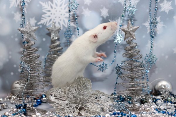 Снежная мышь