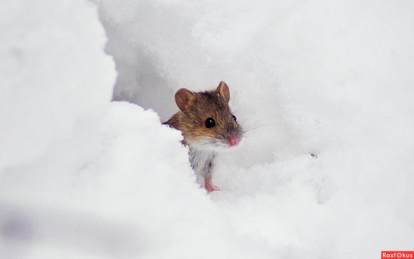 Мышка и снегопад