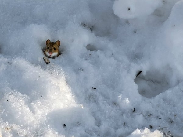 Нора в снегу