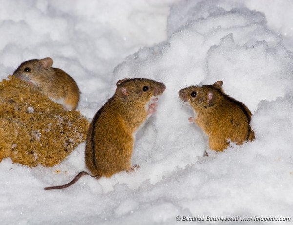 Защита сада от грызунов в снежную зиму
