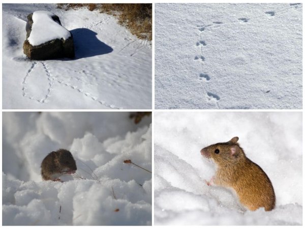 Следы мыши полевки