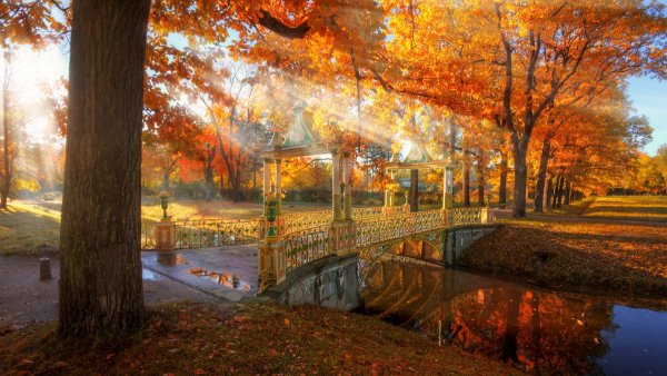 Доброе утро осень парк