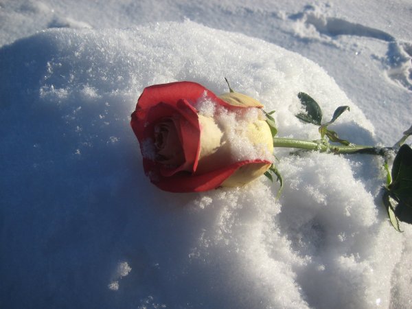 Букет роз на снегу