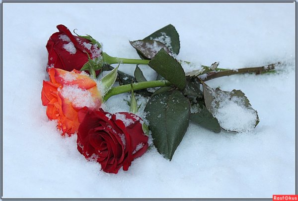 Розы на снегу