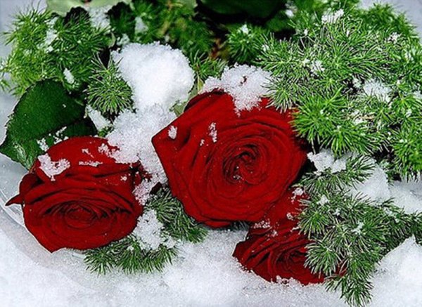 Розы на снегу