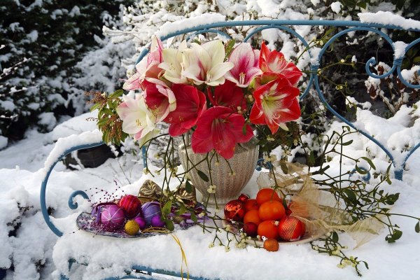 Зимний натюрморт