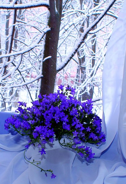 Зимник цветок