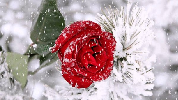 Букетик на снегу