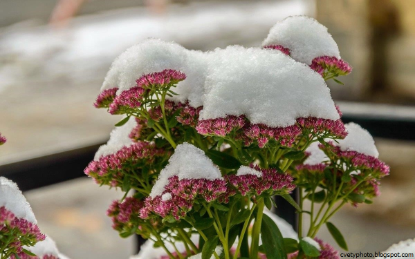 Зимние цветы уличные