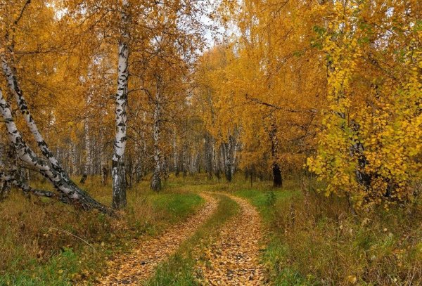Березовая роща Золотая осень