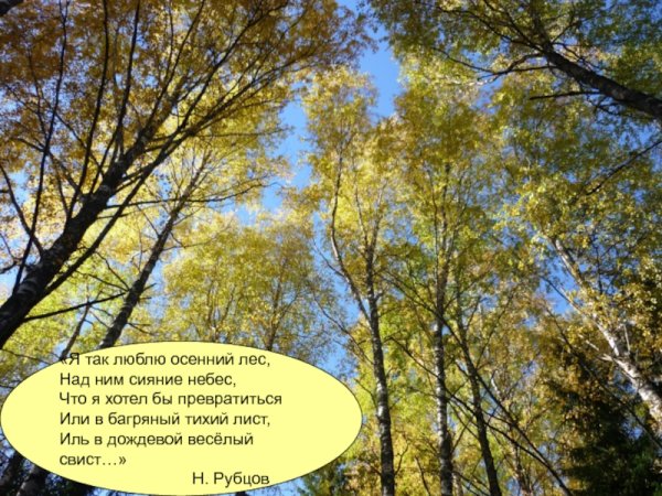 Осень в лесу стих