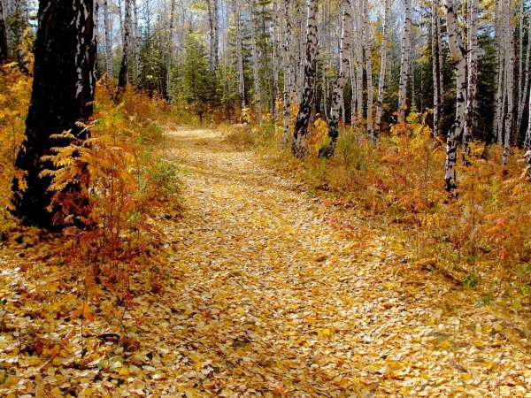 Просека в осеннем лесу