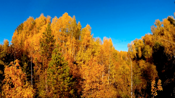 Люблю осенний лес