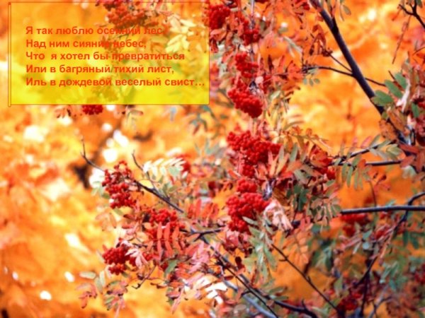 Я так люблю осенний лес над ним сияние небес