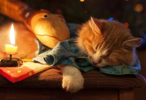 Доброй ночи котик