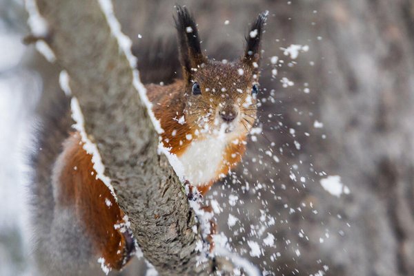 Зима мокрый снег