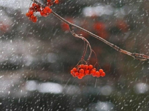 Осень снег с дождем