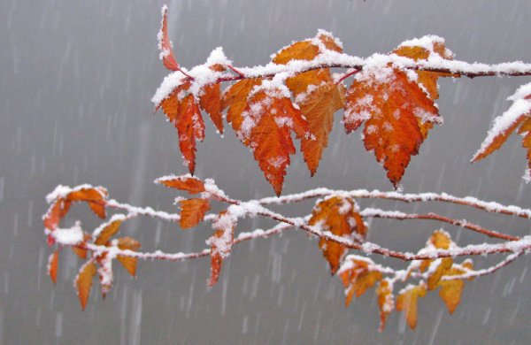 Мокрый снег осенью