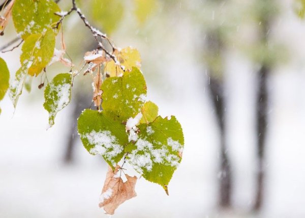 Снег падает на листья