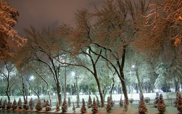 Заснеженные деревья в городе
