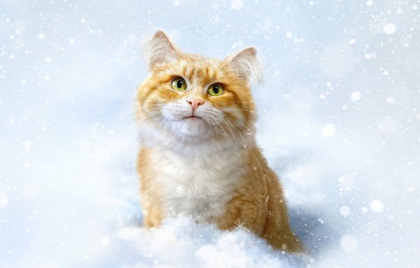 Рыжий котенок в снегу