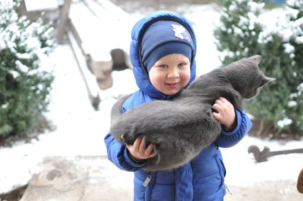 Кот дети зима