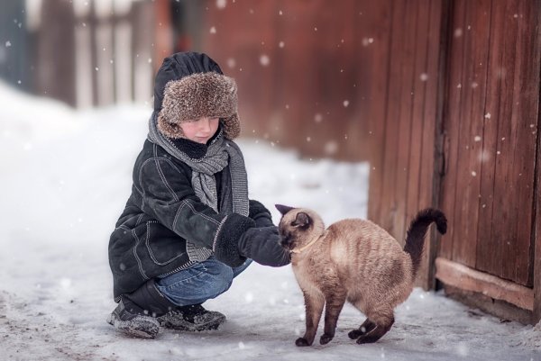 Животные на улице зимой