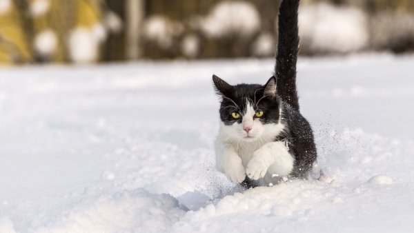 Кошки зимой
