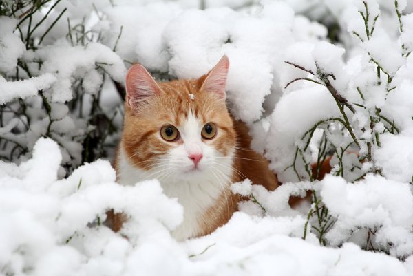 Кошки зимой