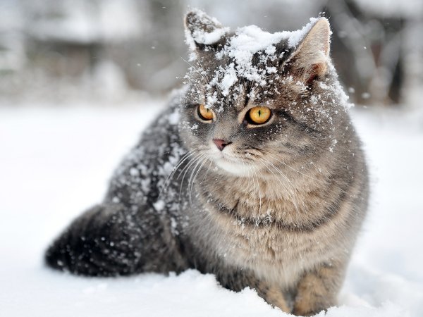 Зимний кот