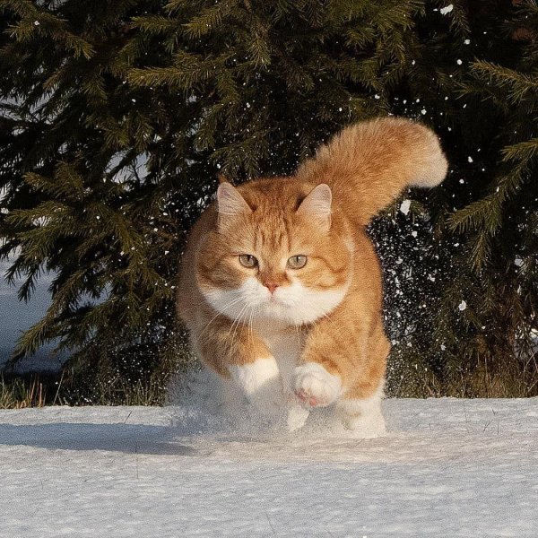 Рыжий кот зимой