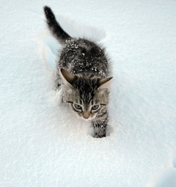 Котенок в снегу