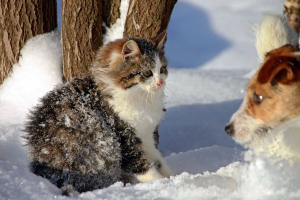 Домашный животные зимой