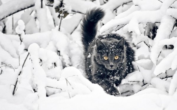 Кот в снегу
