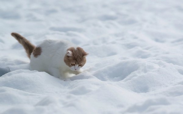 Котенок в снегу
