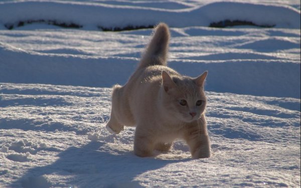 Кошка зима