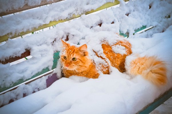 Рыжий котенок зимой