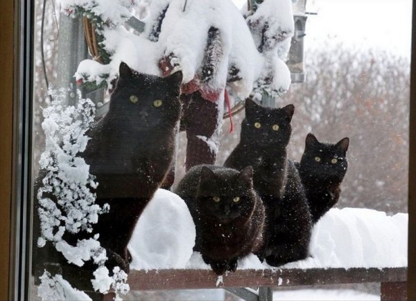 Черный котенок в снегу