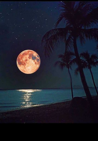 Ночь на море Луна пальмы