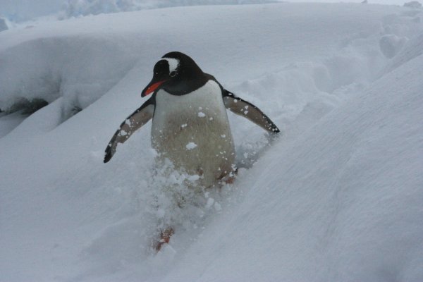 Пингвин скользит