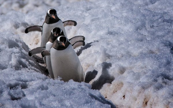 Пингвинчик в снегу