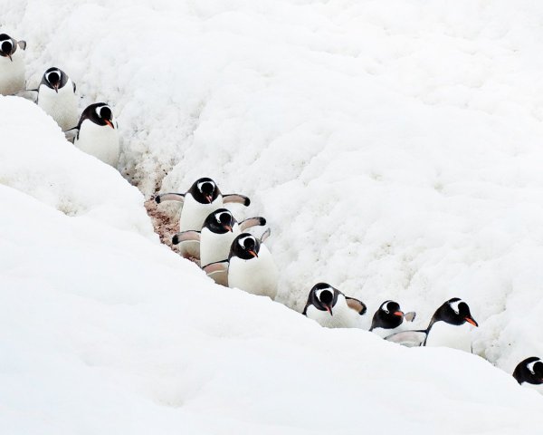 Пингвины идут друг за другом
