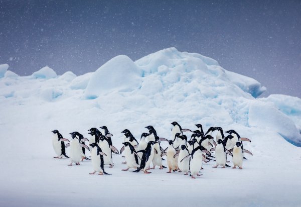 Пингвины и Северное сияние