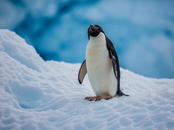 Антарктида пингвины Адели