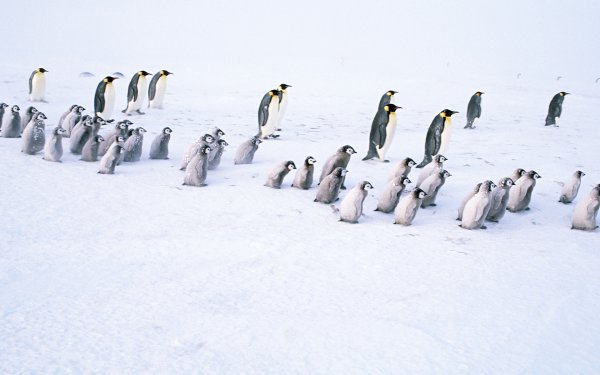 Пингвин в сугробе