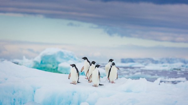 Фон лед для пингвинов