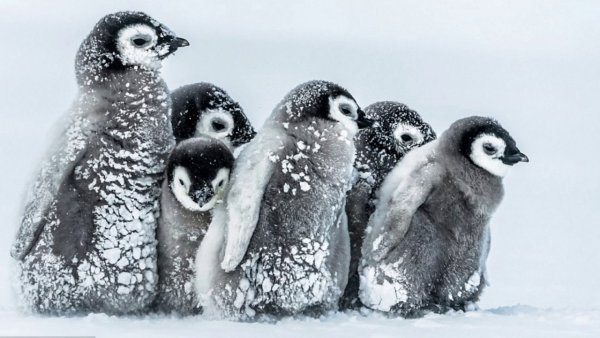 Пингвины зимой