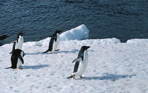 Северный полюс пингвины